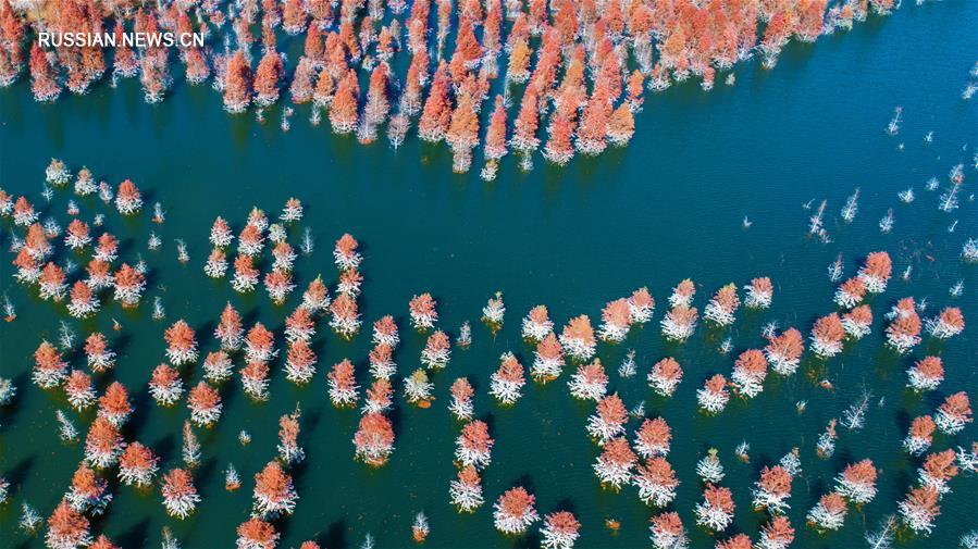 Заболоченные берега озера Дяньчи в Куньмине