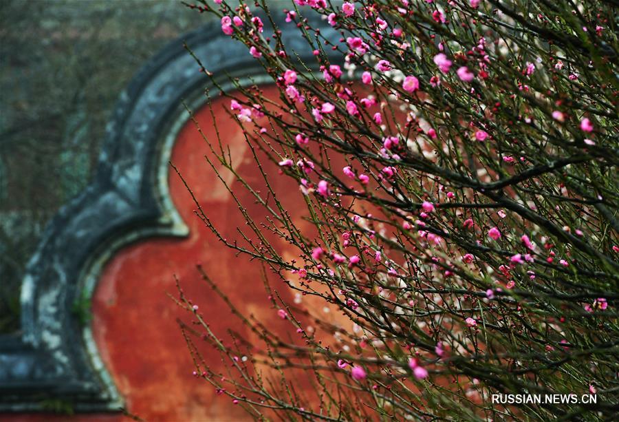 Цветущие сливы в монастыре Линьян