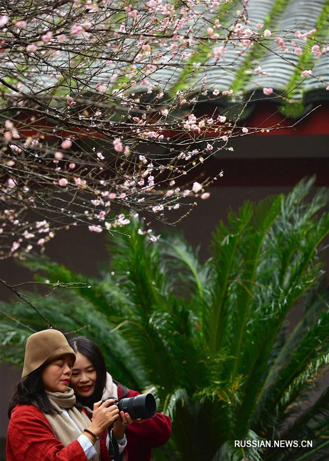 Цветущие сливы в монастыре Линьян