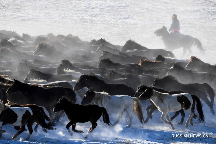Зимнее укрощение лошадей в монгольской степи