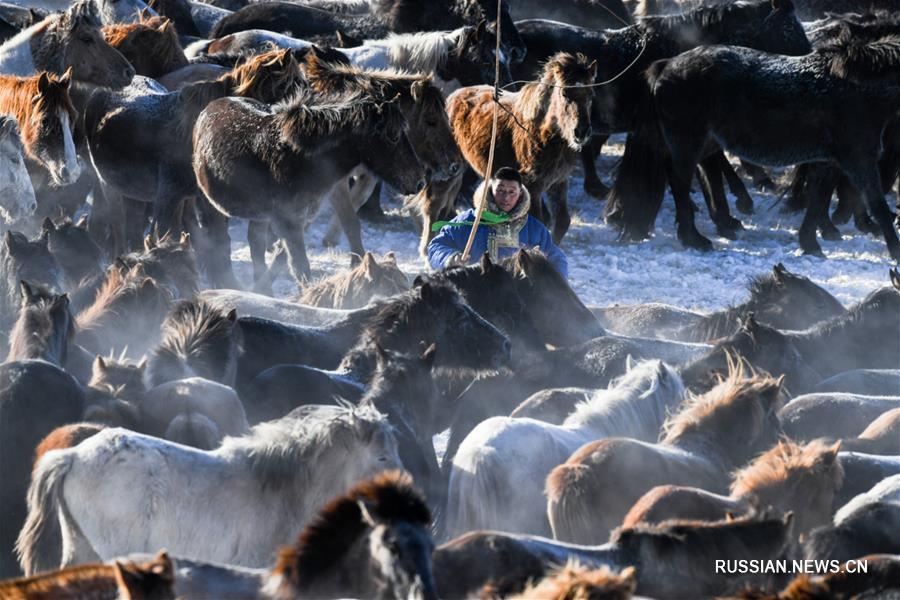 Зимнее укрощение лошадей в монгольской степи