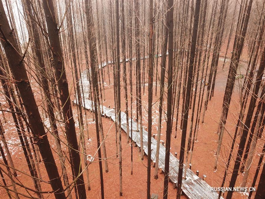 Хвойный лес под снегом в провинции Цзянсу