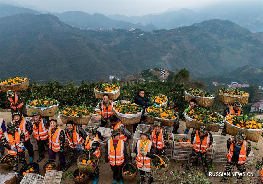 Сбор апельсинов в Центральном Китае