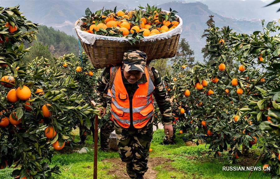 Сбор апельсинов в Центральном Китае