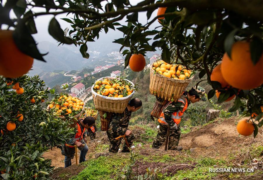 Сбор апельсинов в Центральном Китае