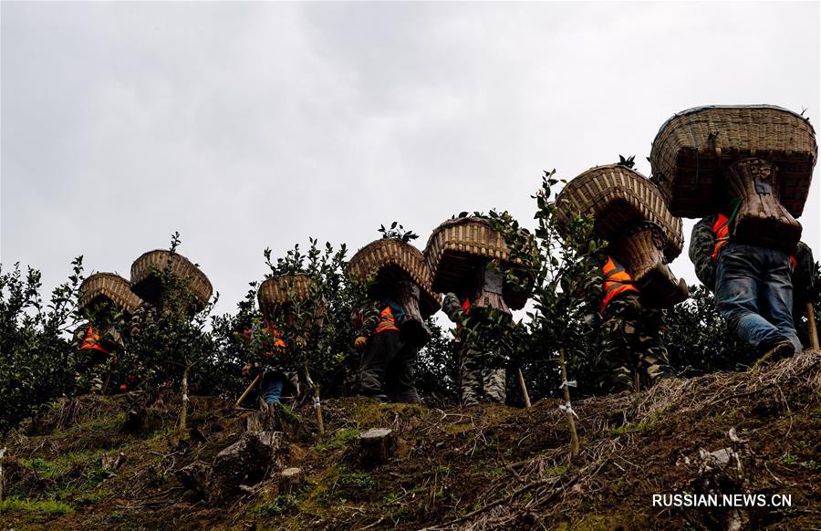 Сбор апельсинов в Центральном Китае
