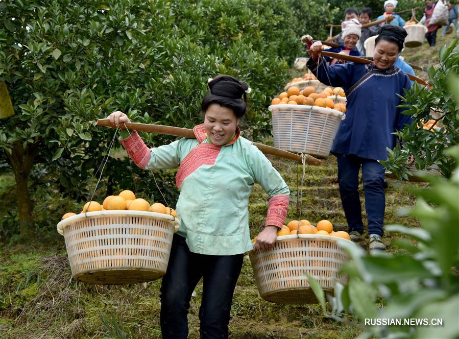 Апельсины сорта навель из провинции Гуйчжоу