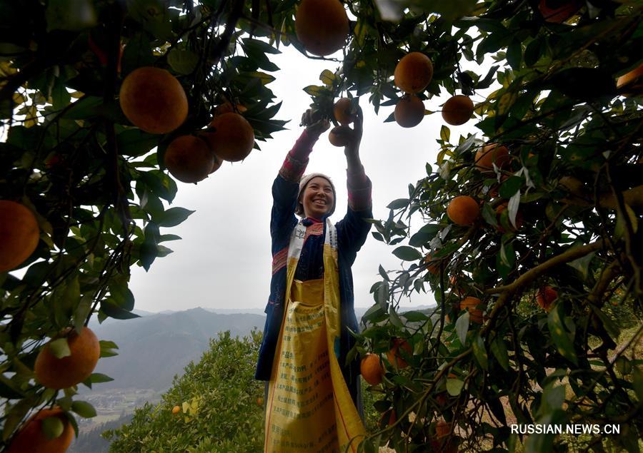 Апельсины сорта навель из провинции Гуйчжоу