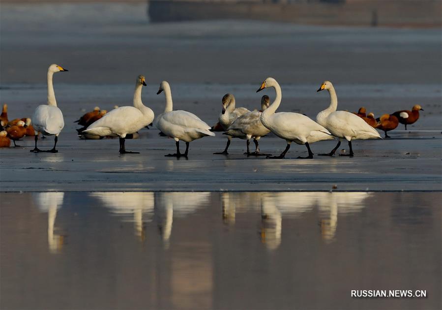 Белые лебеди переживают морозы на водохранилище Янхэ в провинции Хэбэй