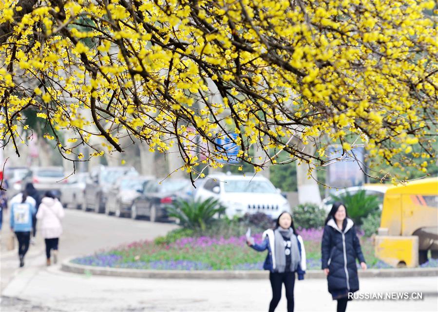 Аромат зимних цветов над университетским городком в Нанкине