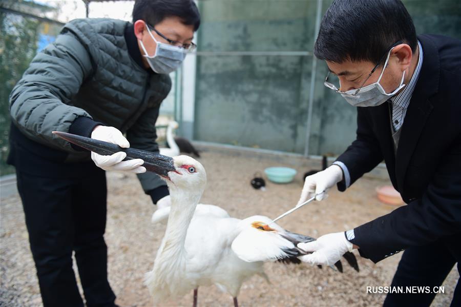 "Больница для перелетных птиц" спешит на помощь
