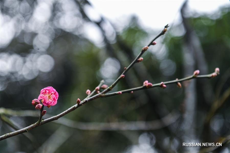 В ландшафтном парке Чаошань началось цветение сливы и химонанта