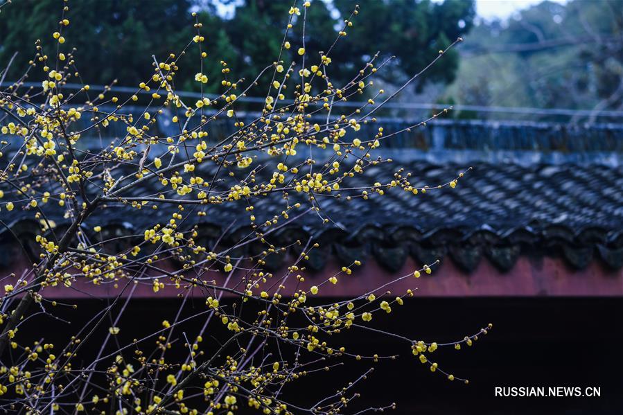 В ландшафтном парке Чаошань началось цветение сливы и химонанта