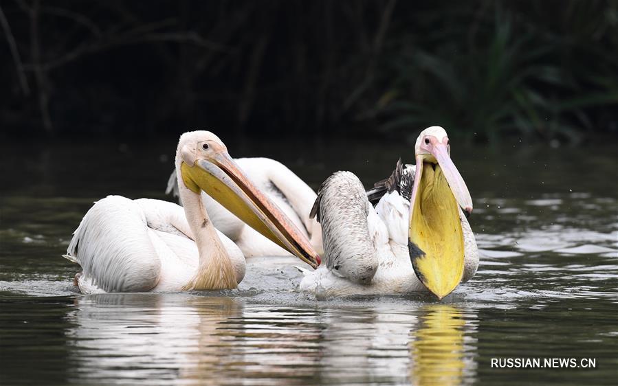 Розовые пеликаны на пруду в Хайкоу