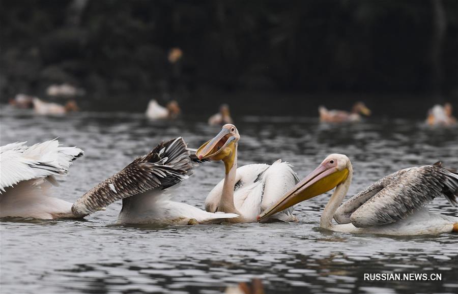 Розовые пеликаны на пруду в Хайкоу