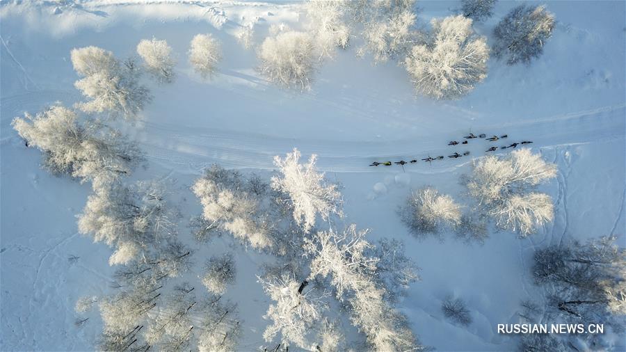 Снежное путешествие на меховых санях 
