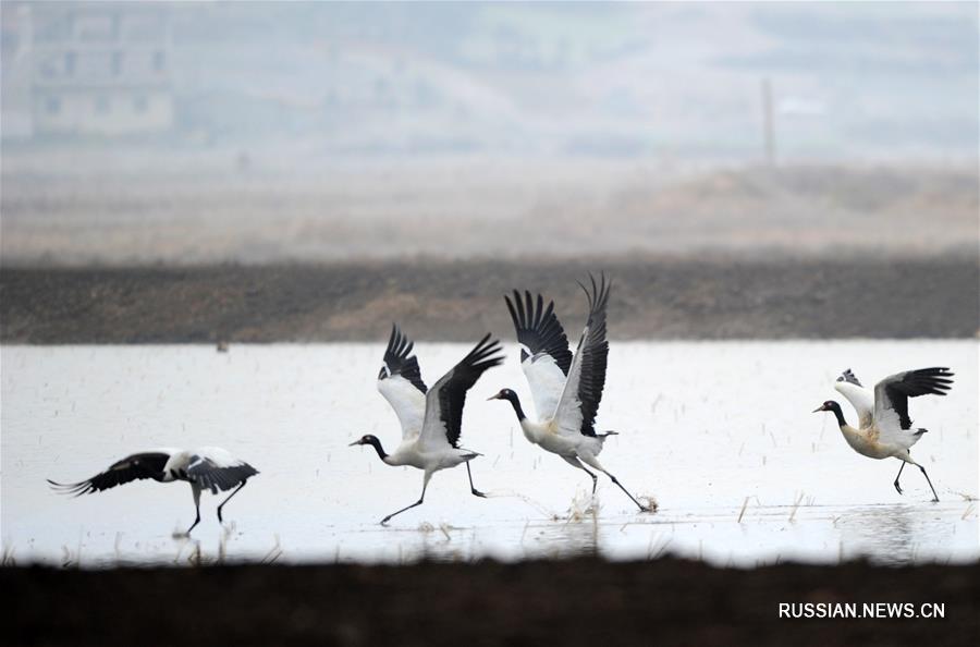 Зимовка перелетных птиц в провинции Гуйчжоу
