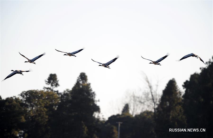 Зимовка перелетных птиц в провинции Гуйчжоу