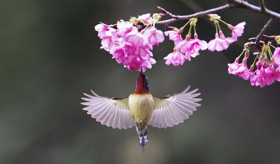 Танец нектарниц у цветущей вишни в Фуцзяни