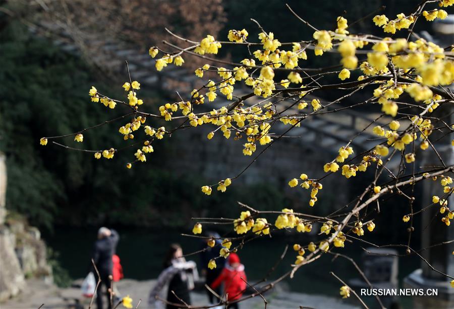 Зимние цветы в Китае
