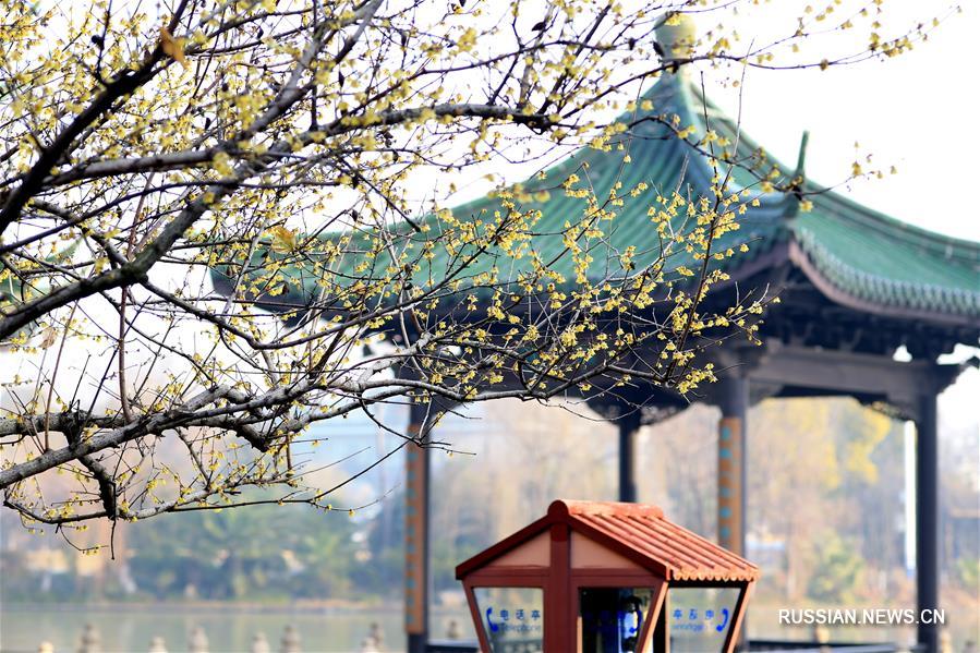 Зимние цветы в Китае