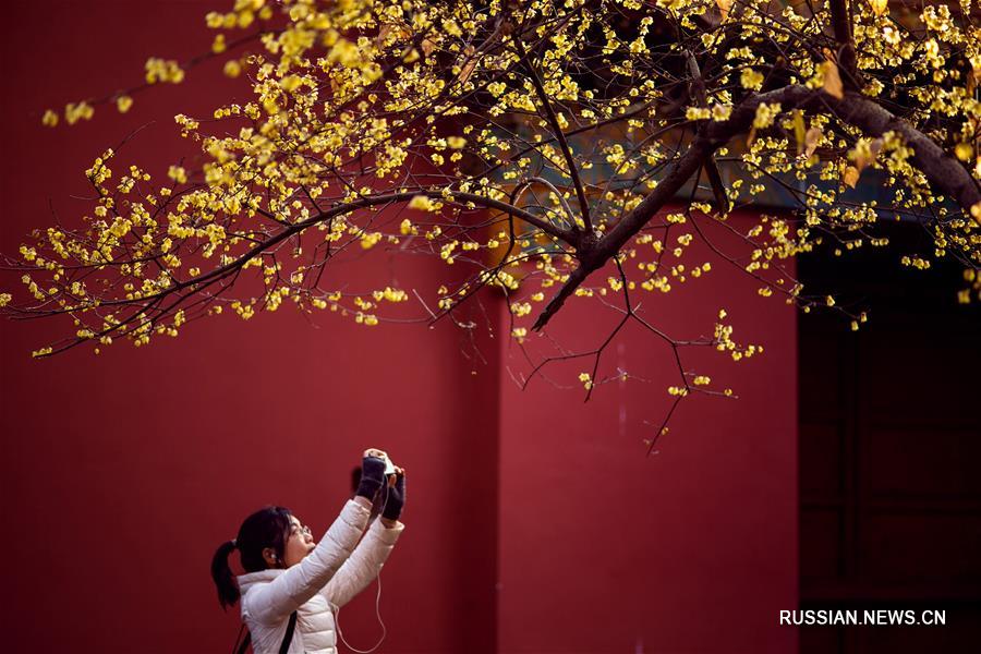 Зимние цветы в Китае