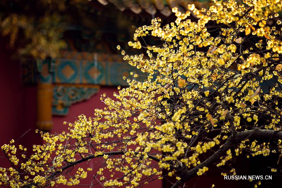 Зимние цветы в Китае