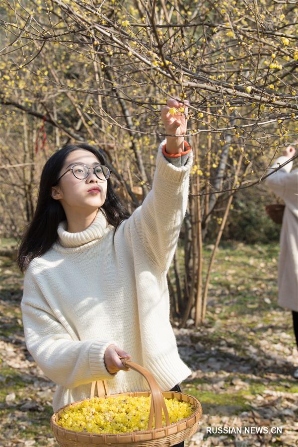 Белый чай на основе цветов химонанта из провинции Чжэцзян