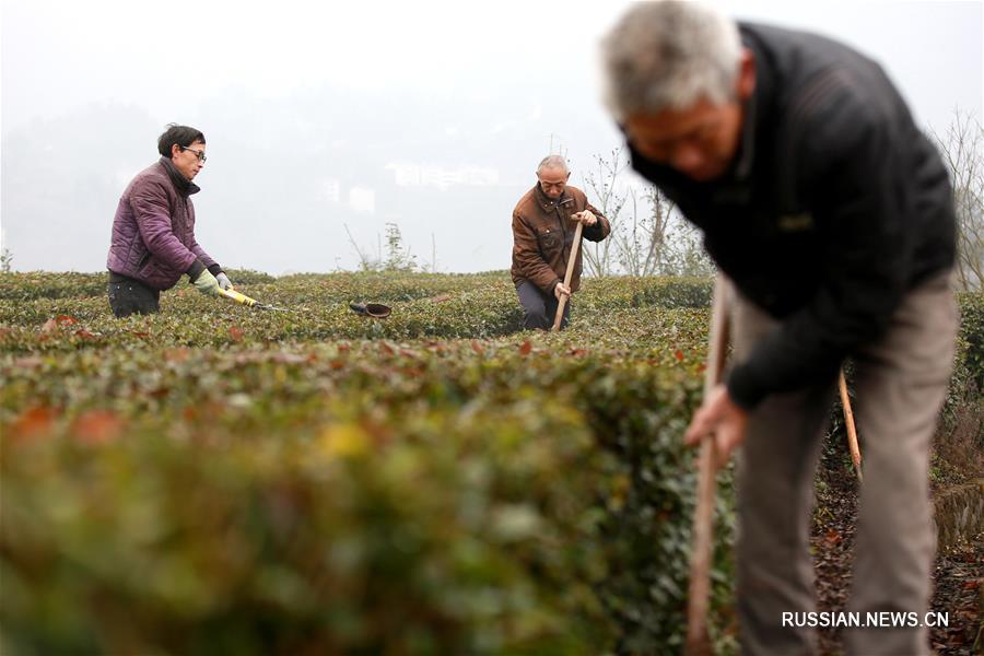 Зимний уход за чайными плантациями в уезде Цзыгуй