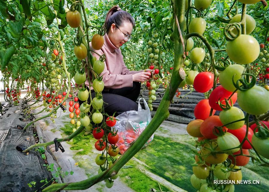 Выращивание тепличных овощей и фруктов стимулирует сельскую экономику в Луаньчжоу