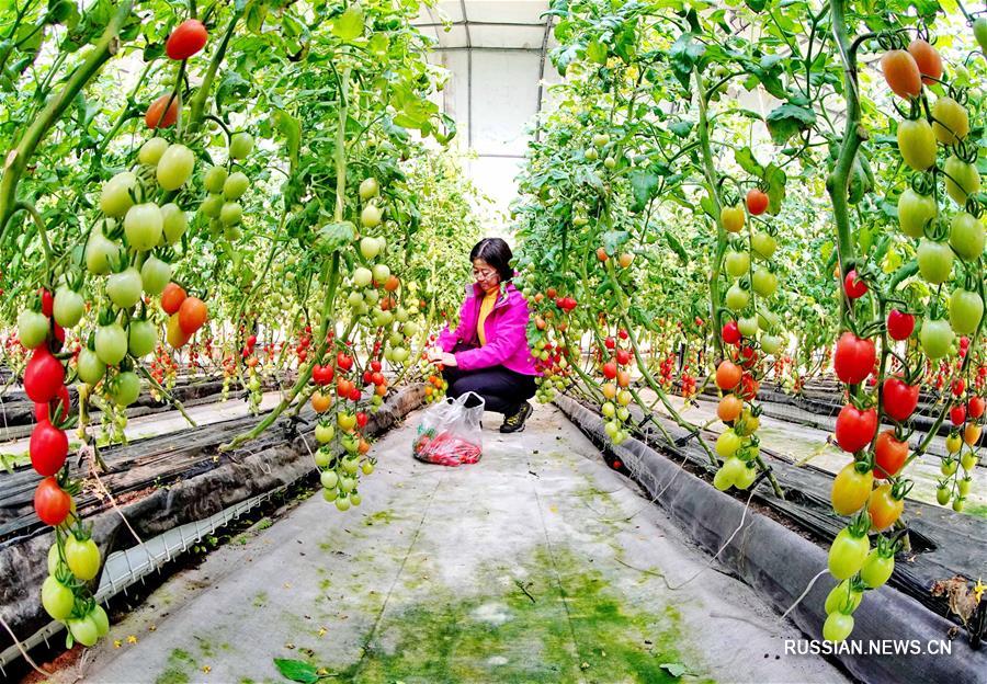 Выращивание тепличных овощей и фруктов стимулирует сельскую экономику в Луаньчжоу