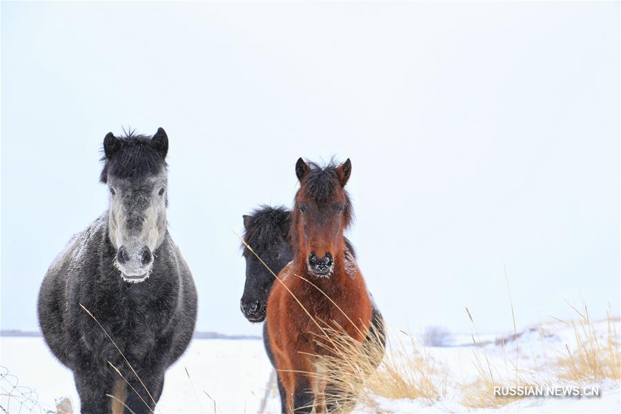 Зимние пейзажи высокогорной коневодческой фермы