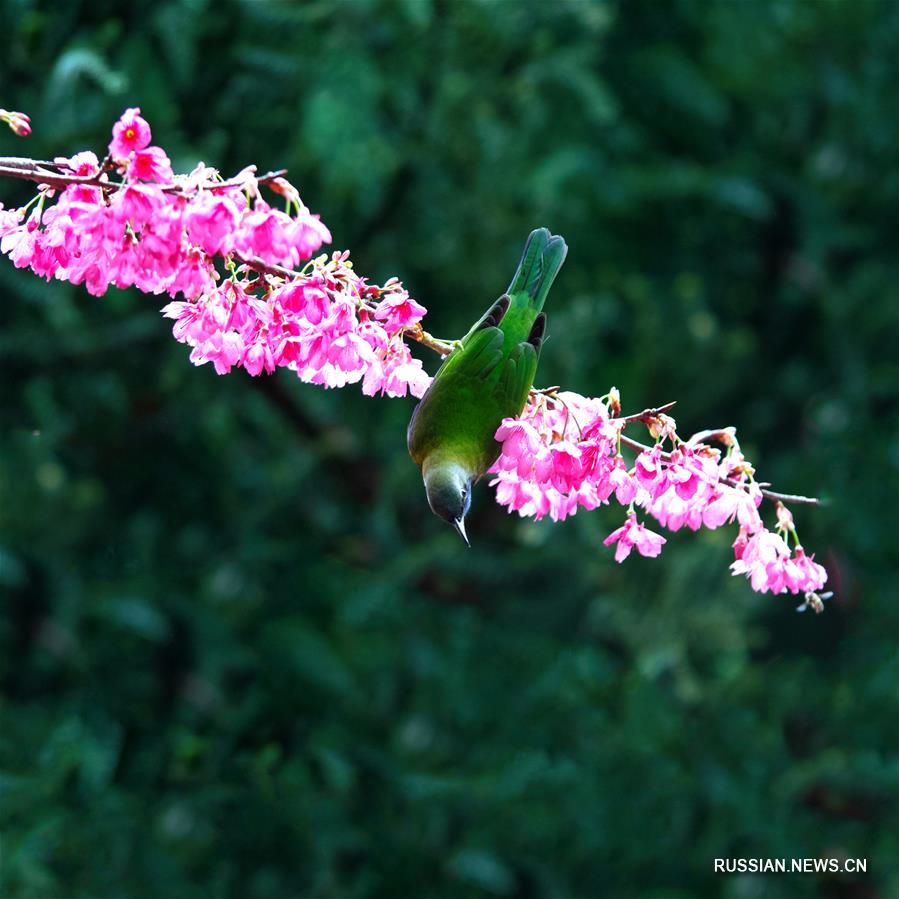 Тропические птицы на зимних цветах в провинции Фуцзянь