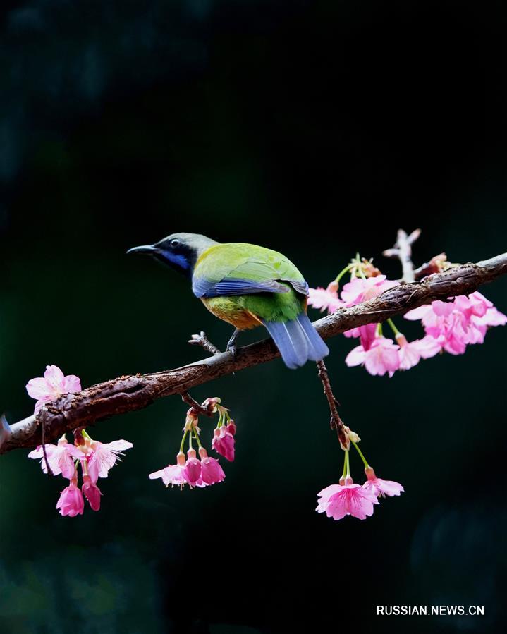 Тропические птицы на зимних цветах в провинции Фуцзянь