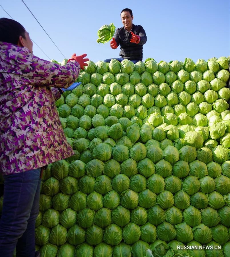 Высококачественные фрукты и овощи из уезда Луаньнань обогатят праздничные столы