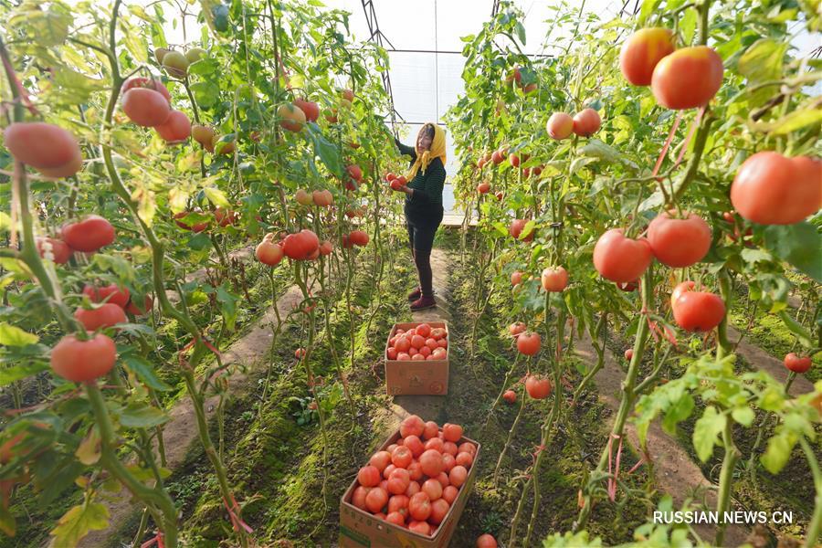 Высококачественные фрукты и овощи из уезда Луаньнань обогатят праздничные столы