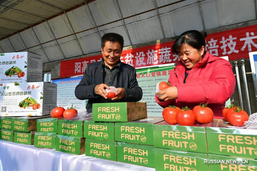 Зимнее выращивание томатов по специальной технологии в уезде Янгао