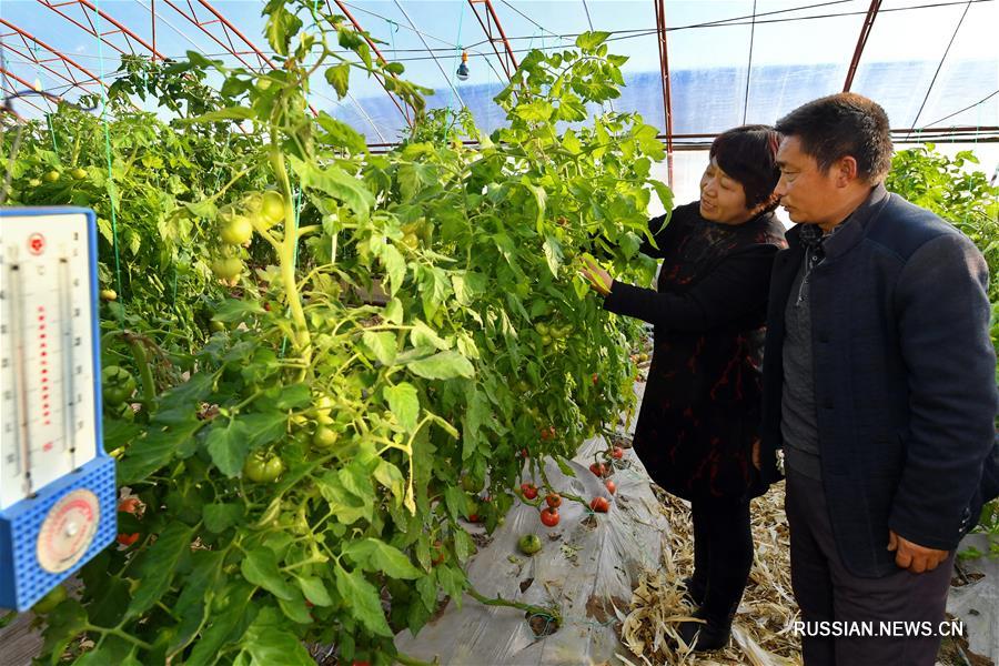 Зимнее выращивание томатов по специальной технологии в уезде Янгао