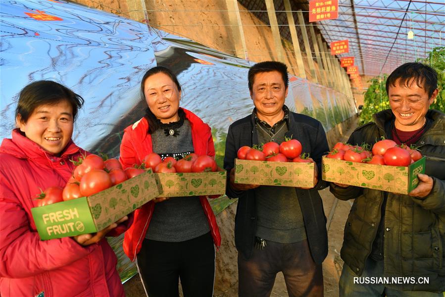 Зимнее выращивание томатов по специальной технологии в уезде Янгао