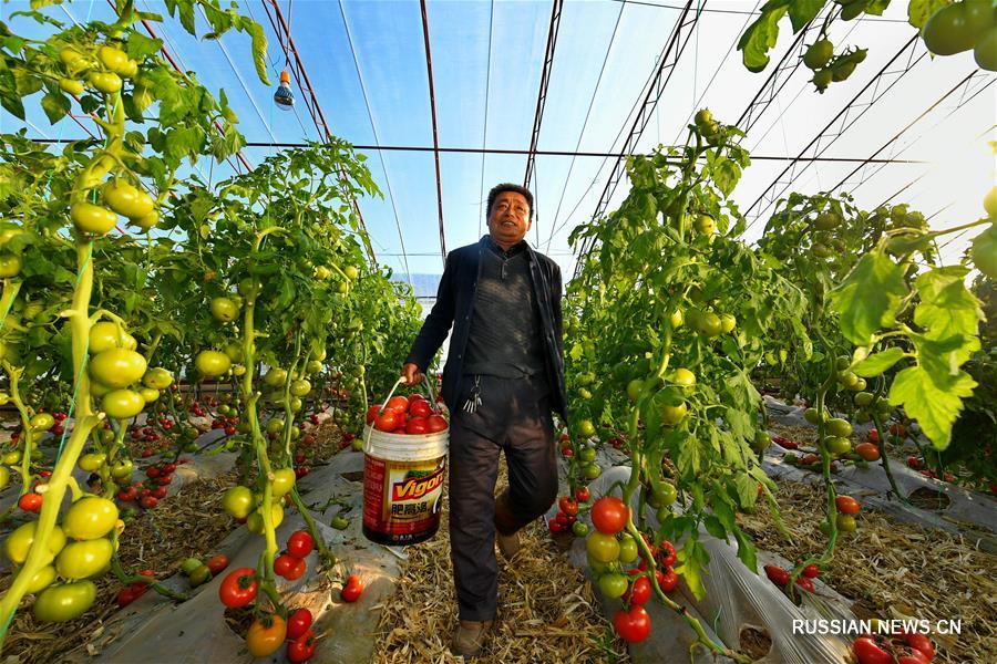 Зимнее выращивание томатов по специальной технологии в уезде Янгао