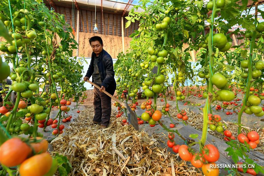 Зимнее выращивание томатов по специальной технологии в уезде Янгао