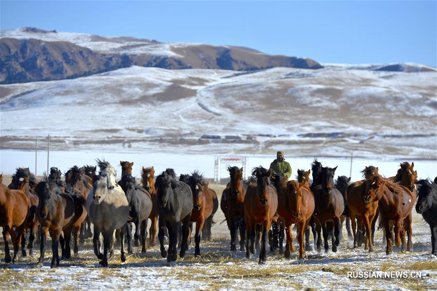 Зимний облик коневодческой фермы Шаньдань после снегопада