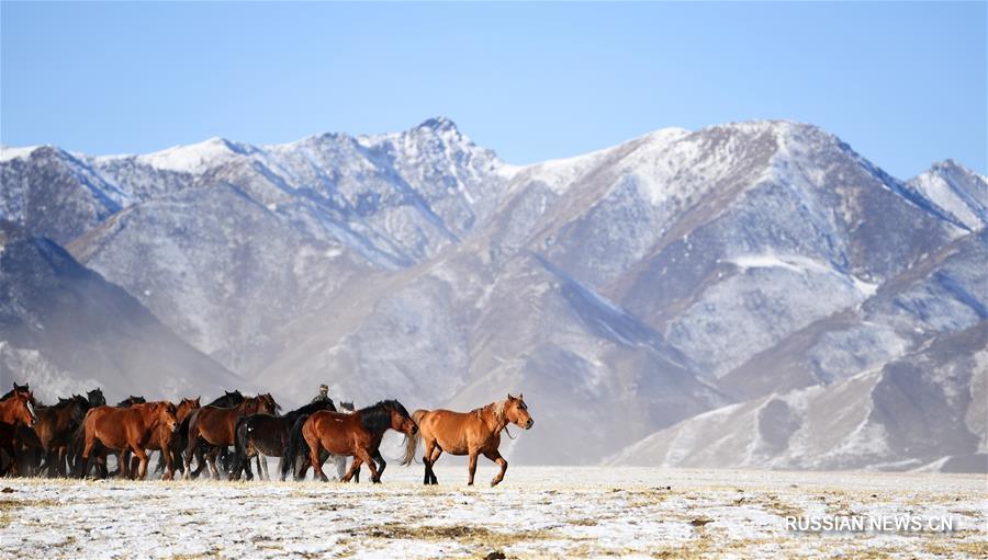 Зимний облик коневодческой фермы Шаньдань после снегопада