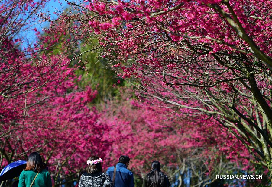 Цветение вишни в городе Чжанпин