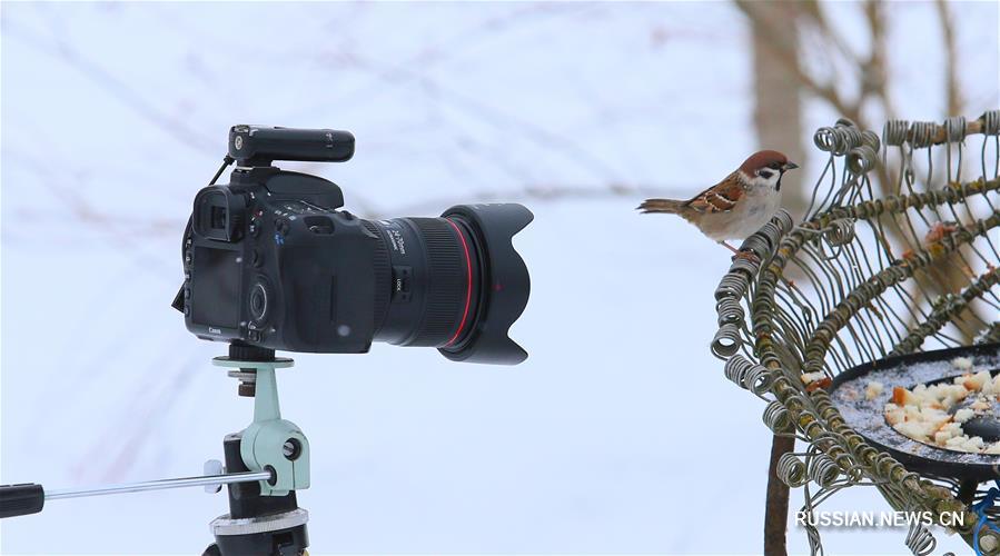 Птицы, зимующие в Беларуси