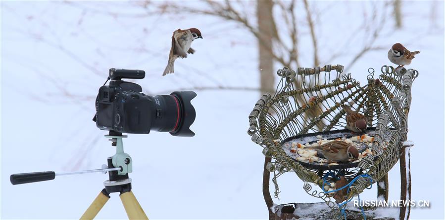 Птицы, зимующие в Беларуси