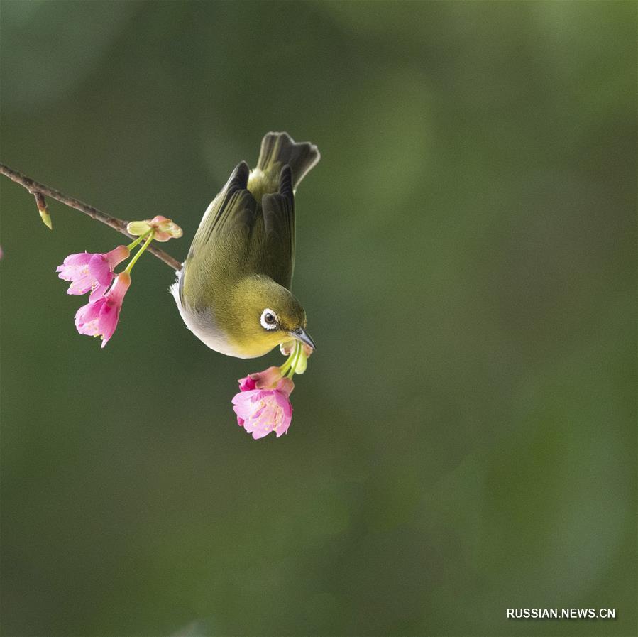 Тропические птицы на цветах вишни в Фучжоу