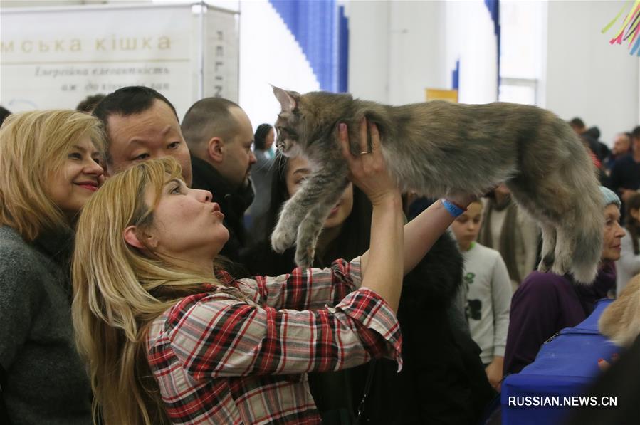 В Киеве прошла международная выставка кошек
