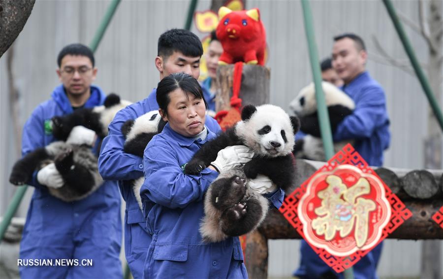 Детеныши панды встречают первый Праздник весны
