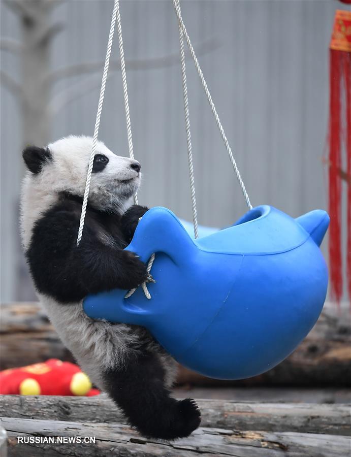 Детеныши панды встречают первый Праздник весны